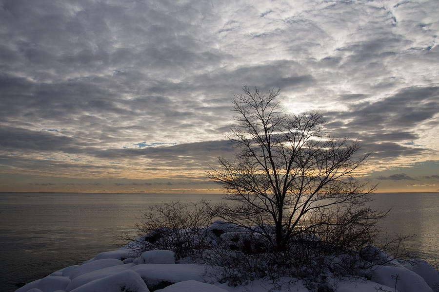 Pattern Photograph - Early Morning Tree Silhouette on Silver Sky by Georgia Mizuleva
