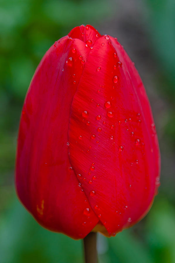 Early Morning Tulip Photograph by Alex Hiemstra - Pixels