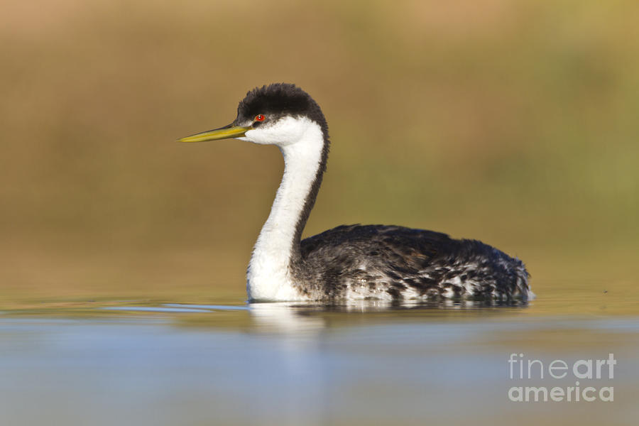 Nature Photograph - Early morning western grebe by Bryan Keil