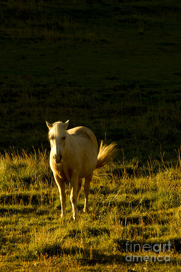 Early Morning White Horse   #9491 Photograph by J L Woody Wooden