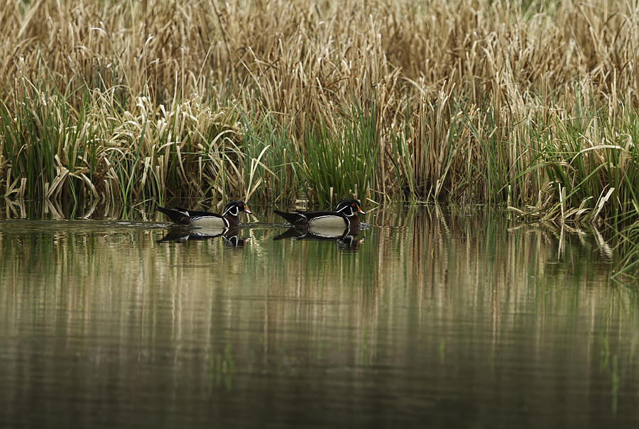 Early Morning Wood Ducks Photograph by Thomas Young