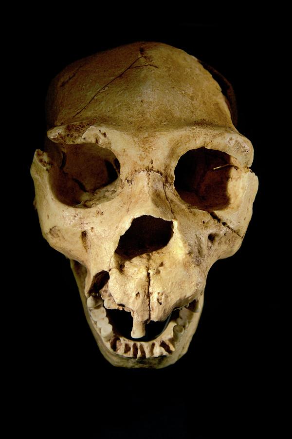 Early Neanderthal Skull Photograph by Sinclair Stammers/science Photo Library