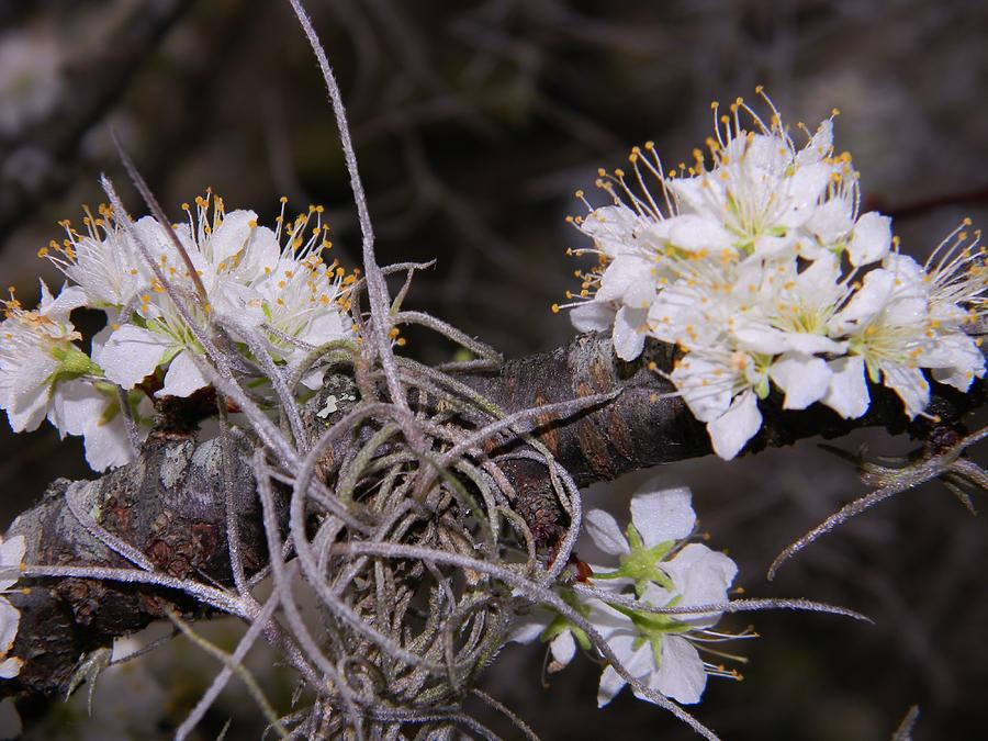 Flower Photograph - Early Pear Blossoms by Warren Thompson