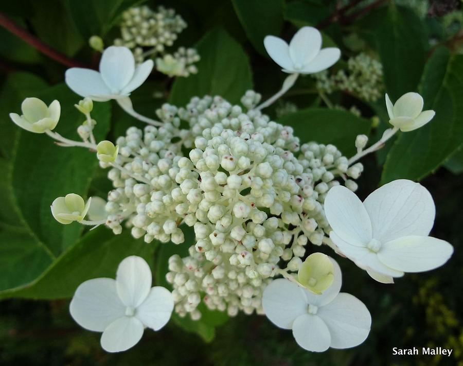 Early Peegee Hydrangea Blooms Photograph by Sarah Malley