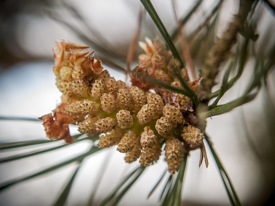 Early Pinecones Photograph by Andy Smetzer