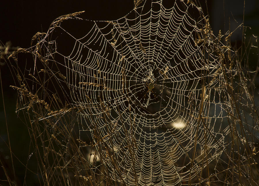 Spider Photograph - Early Riser by David Yocum
