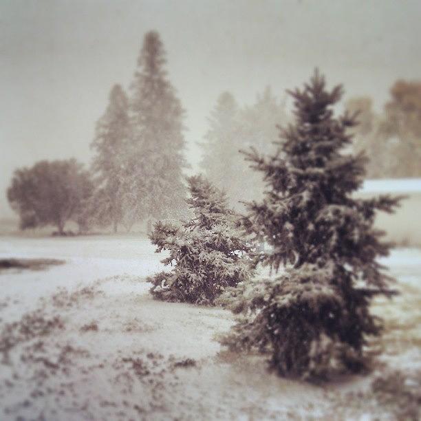 Tree Photograph - #early #snow #instafriday #trees #ranch by Michael Smith