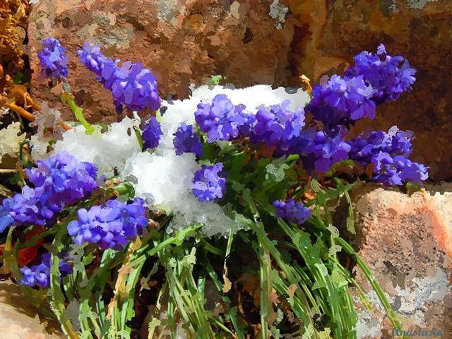 Early Snow on Grape Hyacinths Photograph by Anastasia Savage Ealy