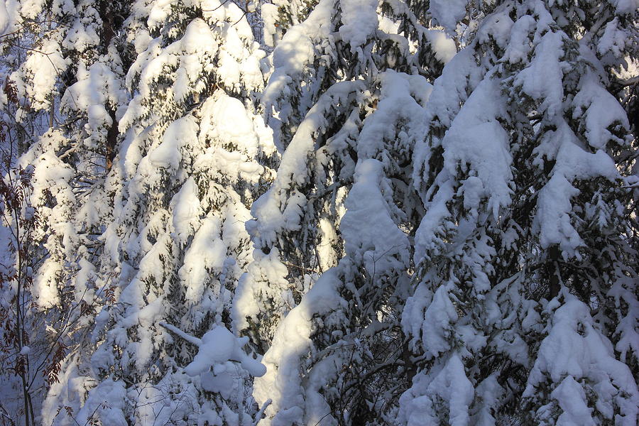 Early Snowfall Photograph by Jim Sauchyn