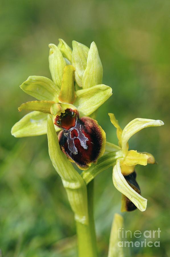 Nature Photograph - Early Spider Orchid (ophrys Sphegodes) by Colin Varndell