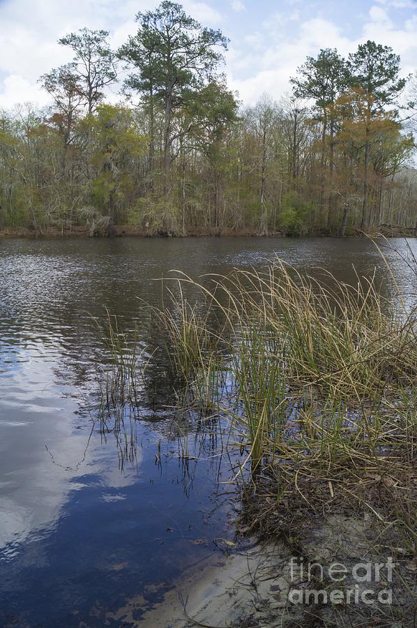 Early Spring Along the Waccamaw River Photograph by MM Anderson