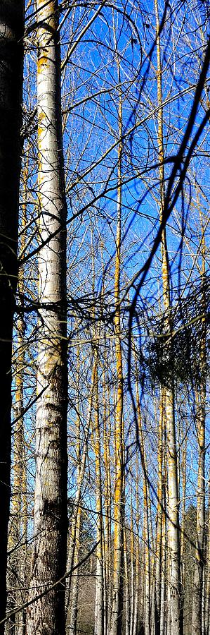 Early Spring Aspens 180 Photograph by Jerry Sodorff