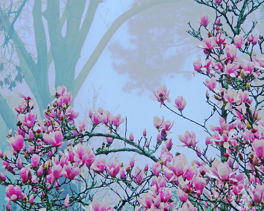 Early Spring Bloom Digital Art by Lizi Beard-Ward