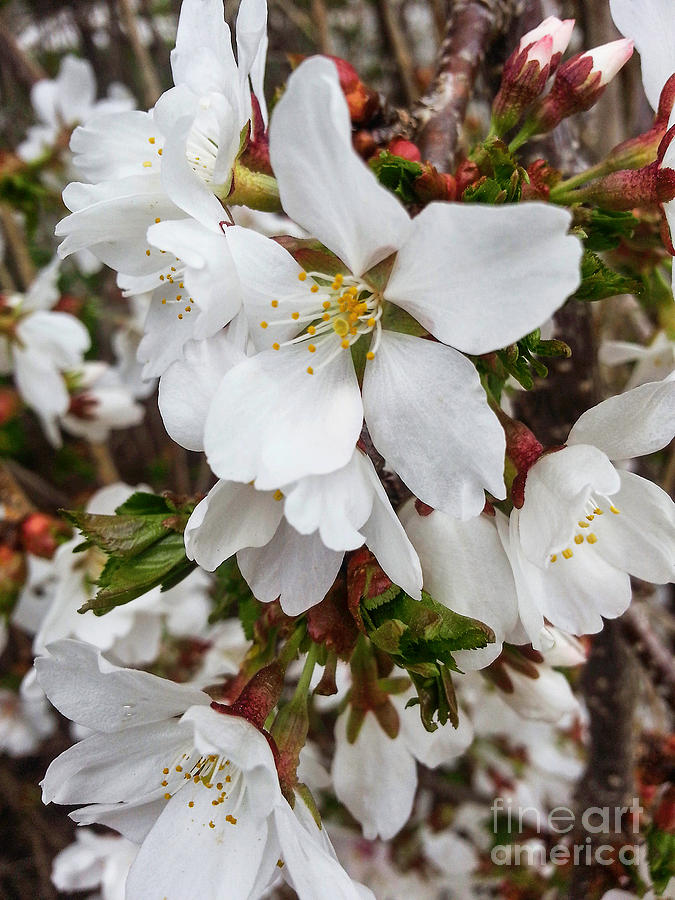 Early Spring Blossoms Photograph by Arlene Carmel