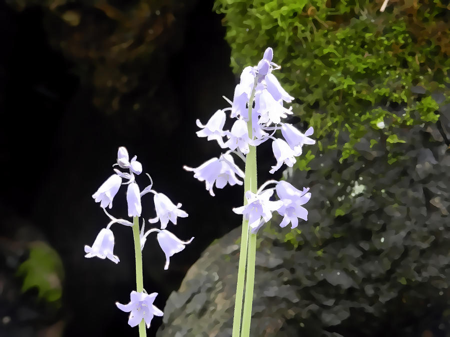 Early Spring Blue Bells Photograph by Cathy Anderson