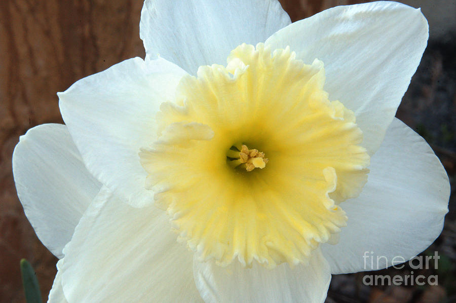 Early Spring Daffodil Photograph by Deborah Smolinske