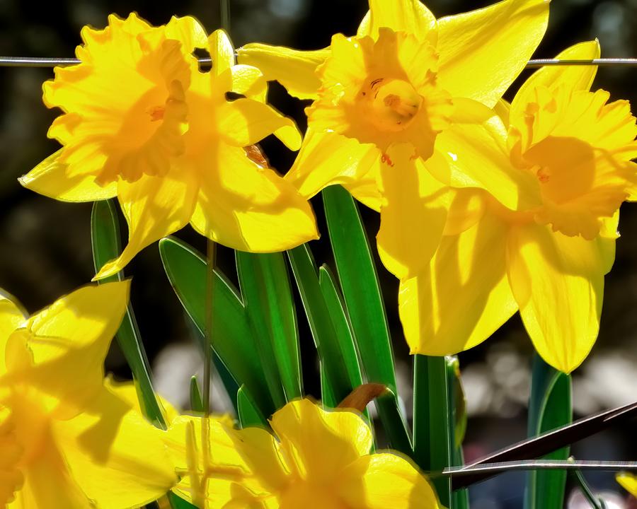 Early Spring Daffodils 22246 Photograph by Jerry Sodorff