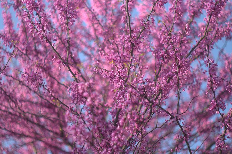 Early Spring Flowering Redbud Tree Photograph by Suzanne Powers