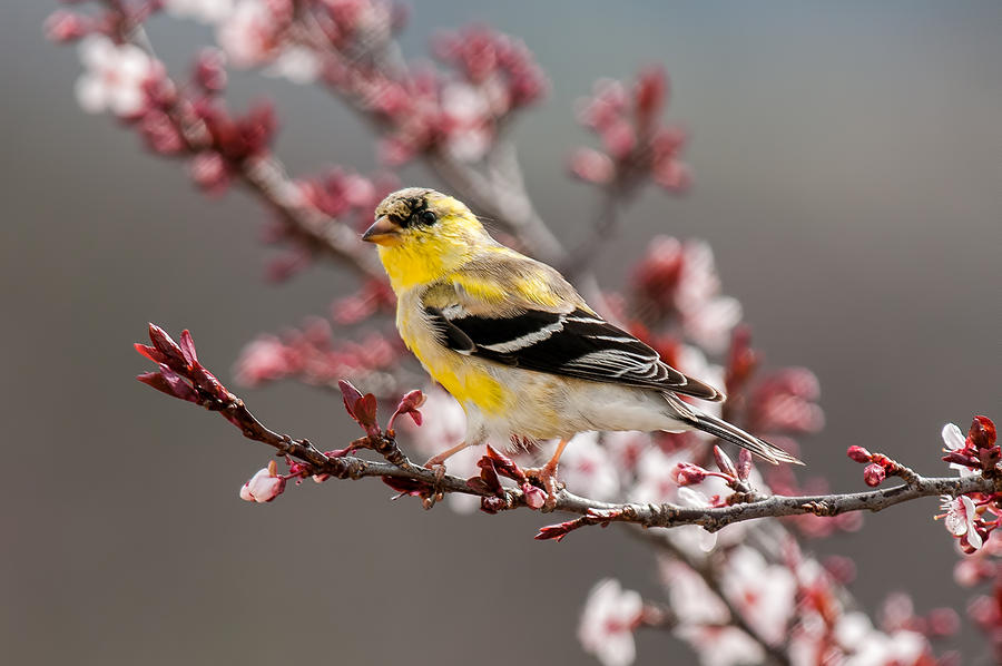 Flowers Still Life Photograph - Early Spring Gold Finch by Lara Ellis