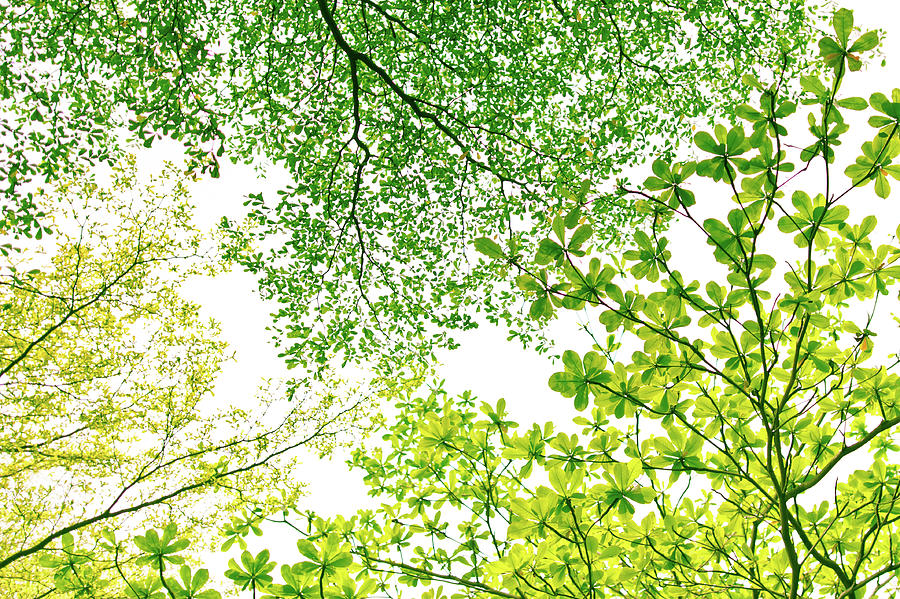 Early Spring Green Photograph by Clover No.7 Photography