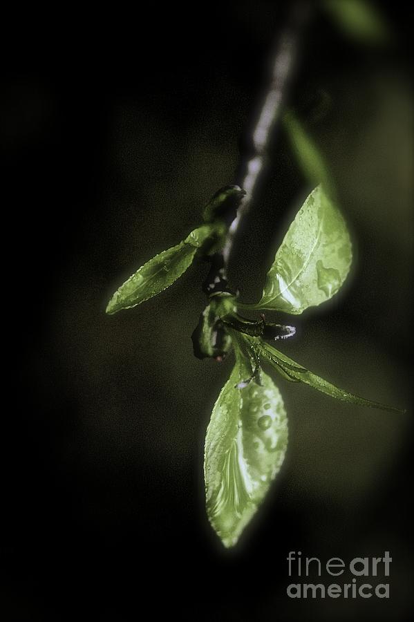 Spring Photograph - Early Spring Leaves by Jill Smith