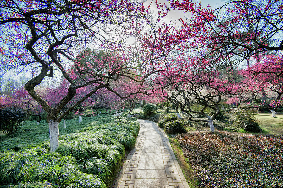 Early Spring Plum Blossoms In Hangzhou Photograph by Andy Brandl