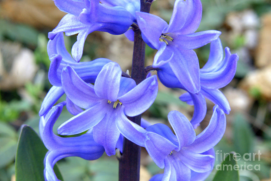 Early Spring Purple Hyacinth Photograph by Deborah Smolinske