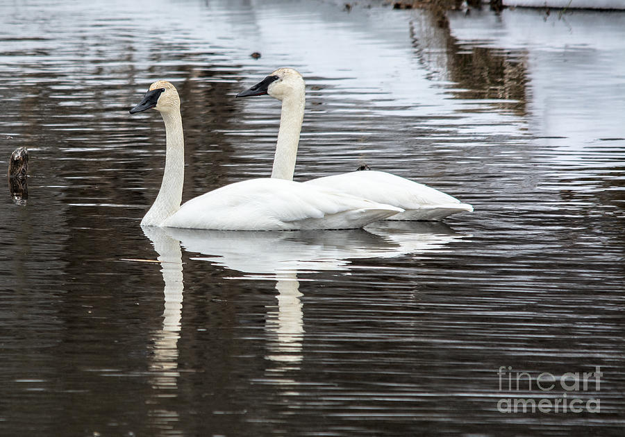 Early Spring Swans Photograph by Cheryl Baxter