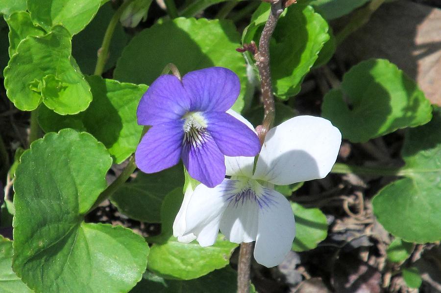 Early Spring Violets Photograph by Loretta Pokorny