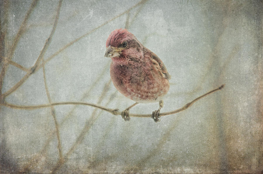 Finch Photograph - Early Spring Visitor by Sue Capuano