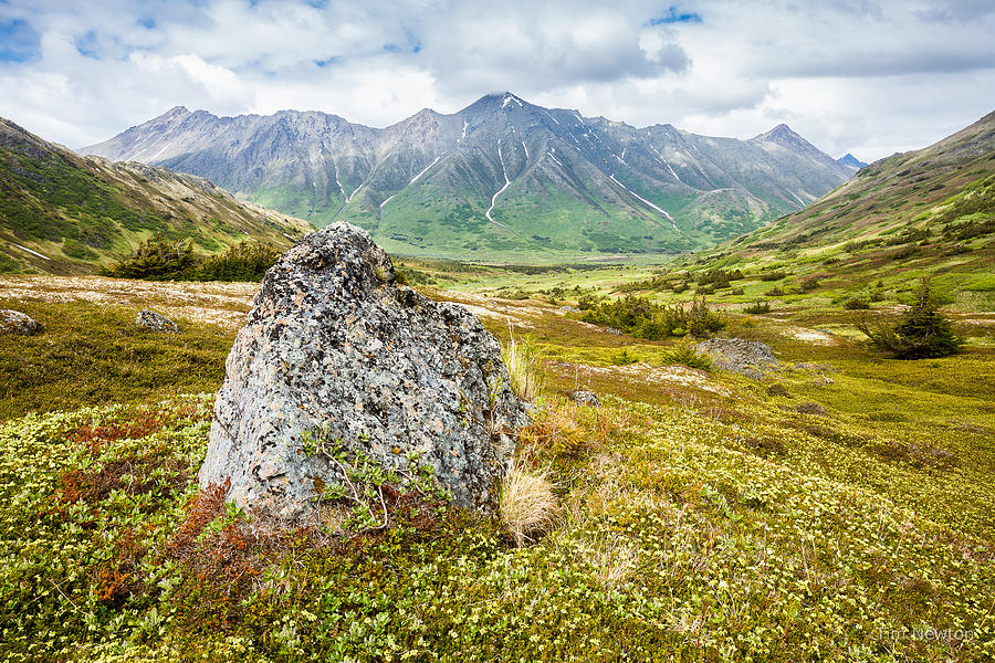 Early Summer in the Chugach Photograph by Tim Newton