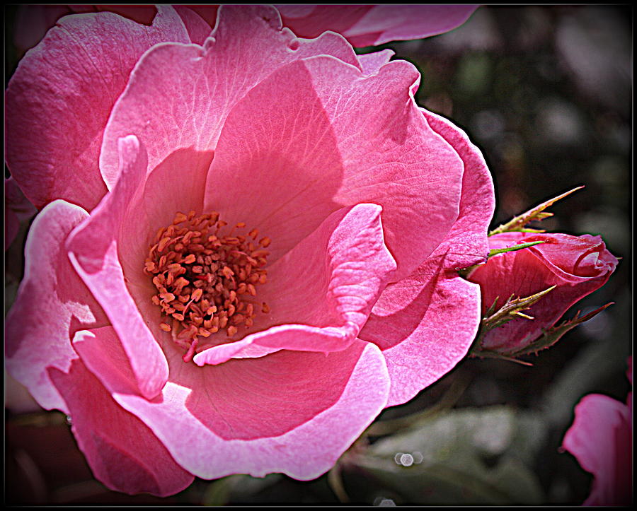 Early Summer Rose Photograph by Dora Sofia Caputo