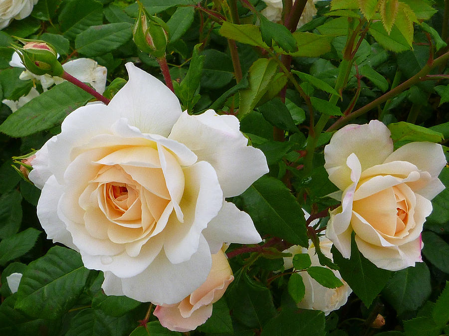 Early summer roses Photograph by Ellen Paull