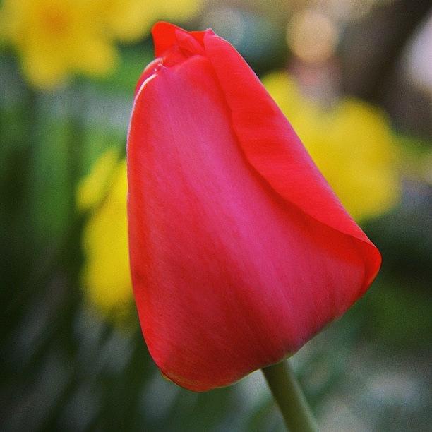 Flower Photograph - Early Tulip   by Justin Connor