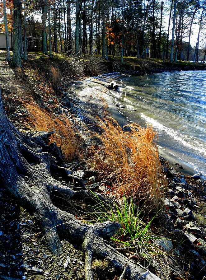 Early Winters Waters Edge  Photograph by Kim Galluzzo Wozniak