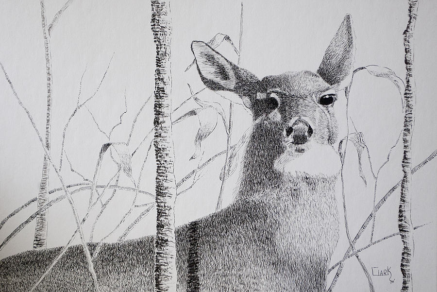 Early Winters Whitetail Drawing by Wade Clark