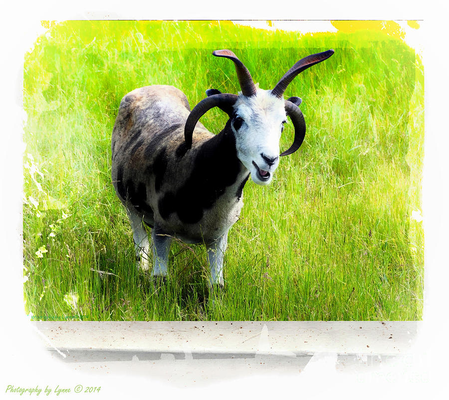 Animal Photograph - Ears and Horns by Gena Weiser