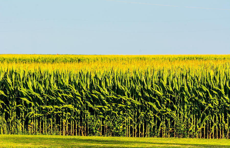 Corn Photograph - Ears Are Everywhere by Kathy Liebrum Bailey