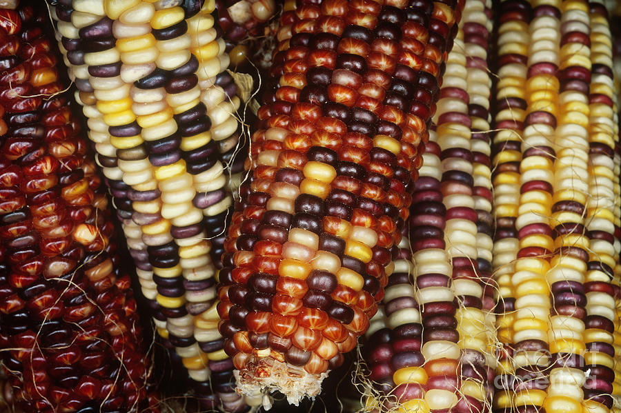 Ears Of Indian Corn Photograph by Gregory G. Dimijian, M.D.