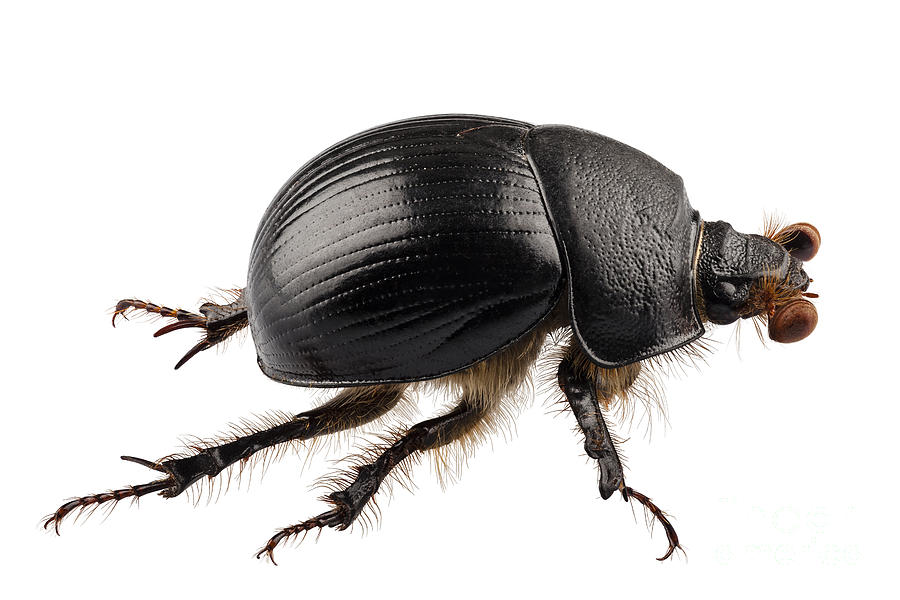 earth-boring dung beetle species Geotrupes stercorarius Photograph by ...