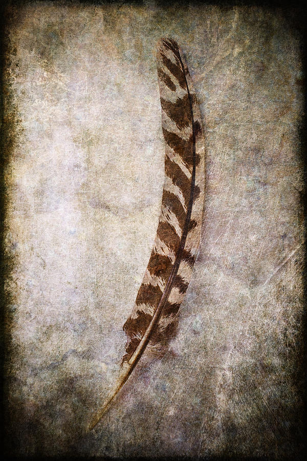 Earth feather Photograph by Garry Gay
