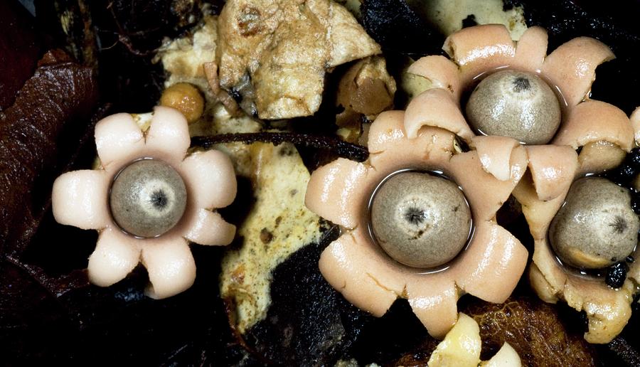 Nature Photograph - Earth Star Fungi With Spore Sacs by Sinclair Stammers/science Photo Library