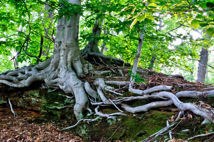 Earth Tree and Roots Photograph by Louis Dallara