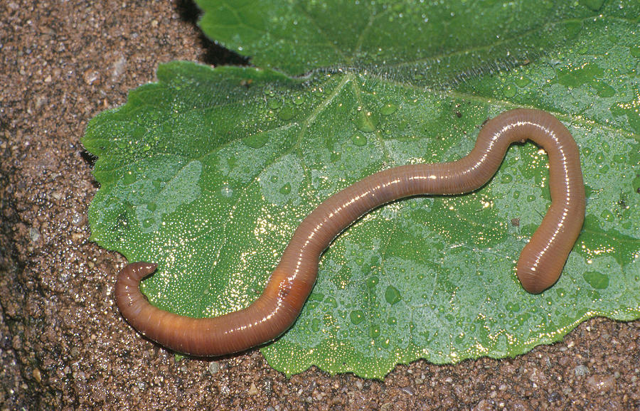 earthworm stuffed animal