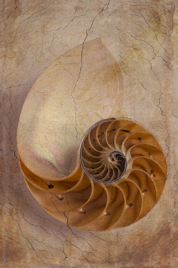 Shell Photograph - Earthy Nautilus Shell  by Garry Gay