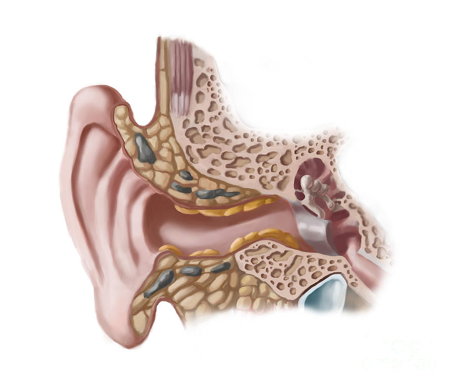 Earwax, Illustration Photograph by Spencer Sutton - Pixels