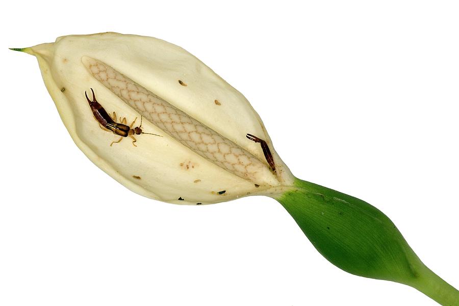 Earwigs In An Arum Lily Flower Photograph by Dr Morley Read/science Photo Library