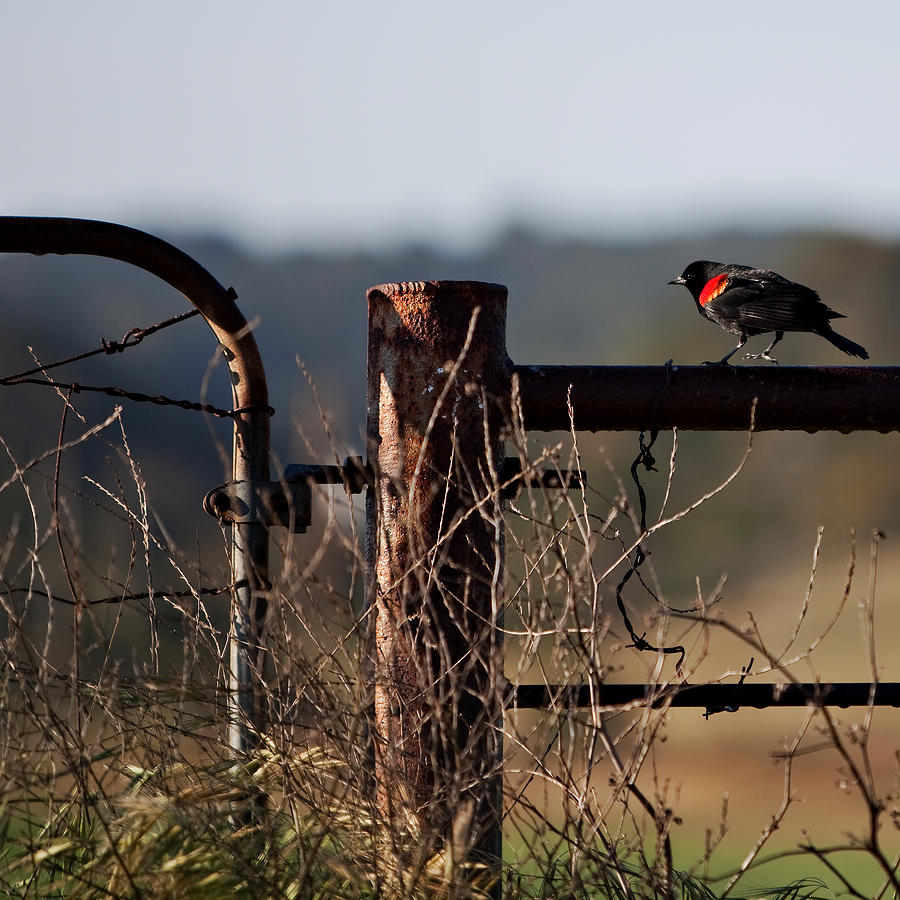 Bird Photograph - Eary Morning Blackbird by Art Block Collections