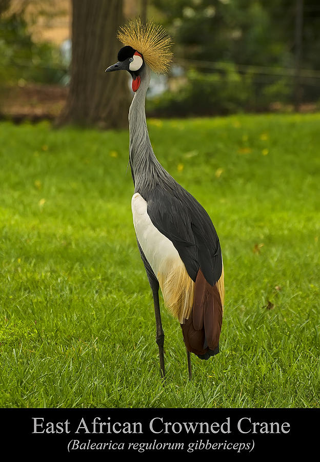 East African Crowned Crane Digital Art by Flees Photos