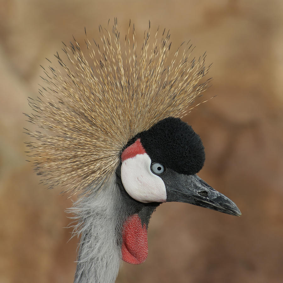 Bird Photograph - East African Crowned Crane by Ernest Echols